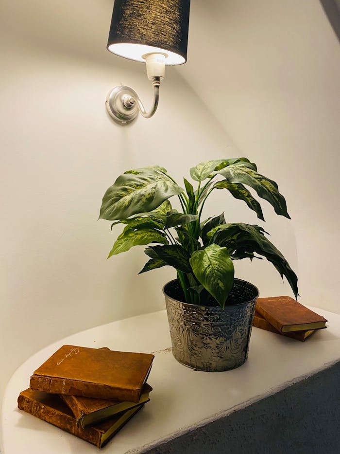 Plant and Books under Lamp